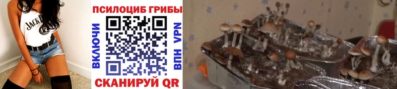хочу наркоту  Вольск  Псилоцибиновые грибы MAGIC MUSHROOMS 